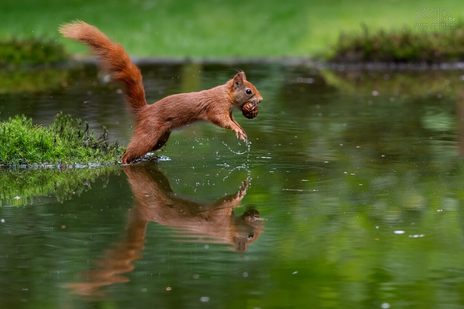 Jumping squirrel What a fun day to photograph these cute, energetic and very agile squirrels. Red squirrels (Sciurus vulgaris) are omnivores and have a varied diet consisting of nuts, seeds, berries, fungi, and sometimes insects and bird eggs. One of the adult squirrels still had beautiful ear tufts. Stefan Cruysberghs